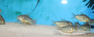 Corydoras sterbai - Hoplisoma sterbai - Panzerwels - Aquarium Bild 4