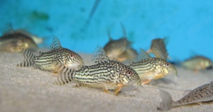 Corydoras sterbai - Hoplisoma sterbai - Panzerwels - Aquarium Bild 3