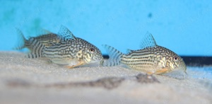 Corydoras sterbai - Hoplisoma sterbai - Panzerwels - Aquarium Bild 2
