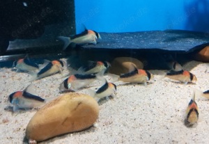 Corydoras duplicareus - Hoplisoma - Kupferfleck Panzerwels