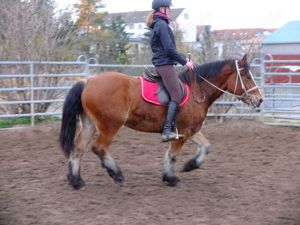 Freizeitpferde zum reiten fahren zu verkaufen! Bild 8