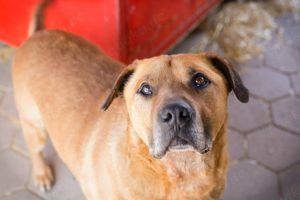 *JOSCHKO* - ein sozialer, freundlicher und verschmuster Senior