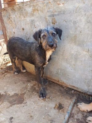 Jona sucht zuhause. Wer adoptiert ihn? Bild 3