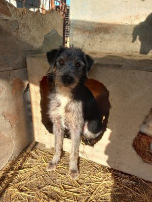 Jona sucht zuhause. Wer adoptiert ihn? Bild 7