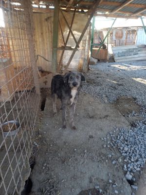 Jona sucht zuhause. Wer adoptiert ihn? Bild 10