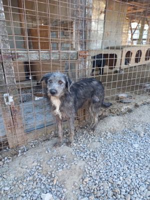 Jona sucht zuhause. Wer adoptiert ihn? Bild 5