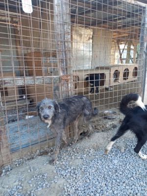 Jona sucht zuhause. Wer adoptiert ihn? Bild 9