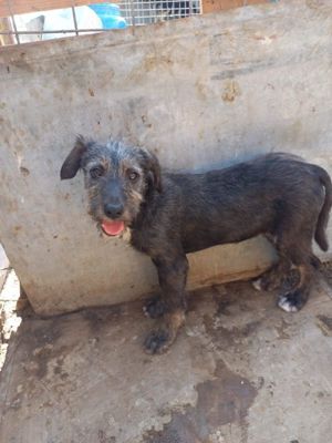 Jona sucht zuhause. Wer adoptiert ihn? Bild 4