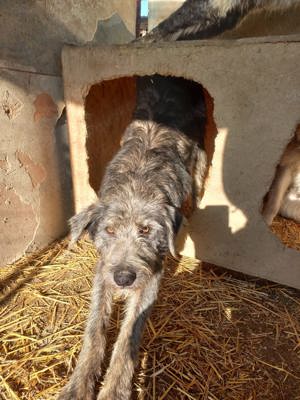 Jona sucht zuhause. Wer adoptiert ihn? Bild 6