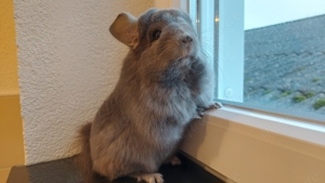 Schöner Angora Chinchilla Bub