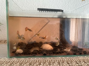 guppy fisch