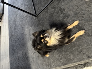 Chihuahua -Deckrüde pati 