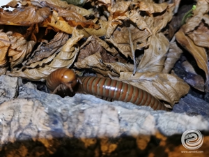 Tausendfüßer Spirostreptus spec.1 Tansania Bild 2
