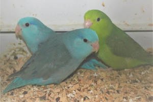 Blaugenick Sperlingspapageien 