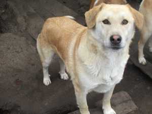 Felix F ca. 48 cm   ein zartes Seelchen