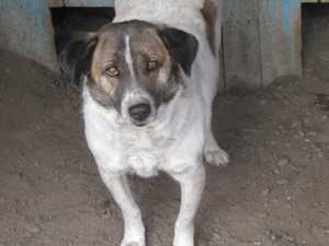 Carla G ca. 50 cm   die Entspannte