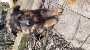 Deutsche Schäferhunde Welpen 