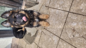 Deutsche Schäferhunde Welpen lange Haare 