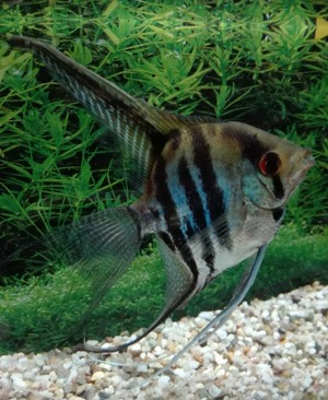 Skalar Zebra