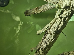 Wasseragame Physignathus concincinus 