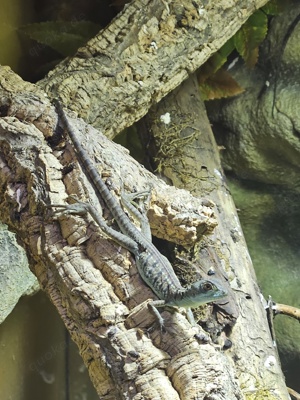 Stirnlappen Basilisk Basiliscus plumifons