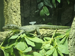 Varanus Indicus 
