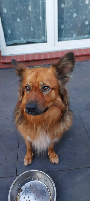 Altdeutscher Hütehund 