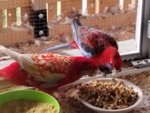 Pennantsittich Pärchen mit viel Zubehör 