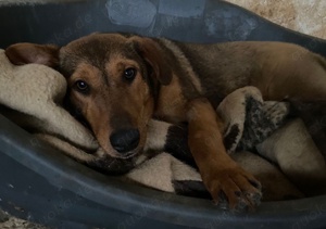 Nasso, geb. ca. 05 2024, lebt in GRIECHENLAND, auf einer privaten Pflegestelle  Bild 7