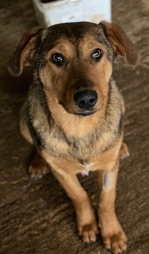 Nasso, geb. ca. 05 2024, lebt in GRIECHENLAND, auf einer privaten Pflegestelle  Bild 5