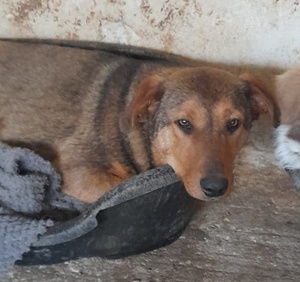 Nasso, geb. ca. 05 2024, lebt in GRIECHENLAND, auf einer privaten Pflegestelle  Bild 2