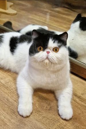 Kater Exotisch Kurzhaar , exotic shorthair