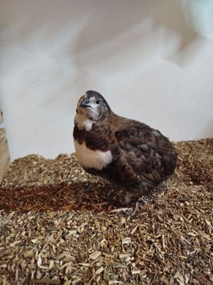 Waldboden, Einstreu, Wachteln, Vögel, Nagetiere 