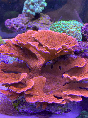Montipora Koralle Meerwasser 