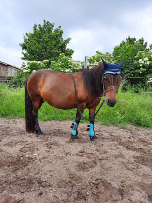 2 Kinderponys suchen Reitbeteiligung ( PsR )