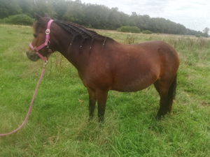 2 Kinderponys suchen Reitbeteiligung ( PsR ) Bild 3