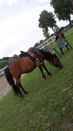 2 Kinderponys suchen Reitbeteiligung ( PsR ) Bild 4
