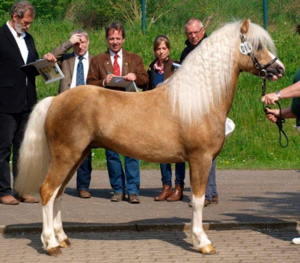 Reitbeteiligung für Pony ( Tunierteilnahme möglich ) Bild 4