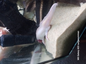Axolotl süße Dinger 