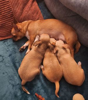 reinrassiger Chihuahua-Welpe 