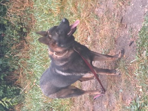 Schäferhund abzugeben!