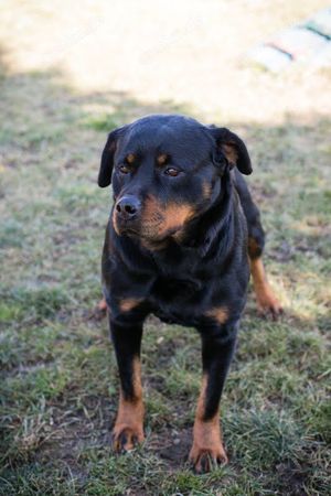 Rottweiler *NICKY* sucht Menschen, die sich mit dieser Hunderasse auskennen.  Bild 2