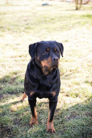 Rottweiler *NICKY* sucht Menschen, die sich mit dieser Hunderasse auskennen.  Bild 3