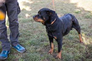 Rottweiler *NICKY* sucht Menschen, die sich mit dieser Hunderasse auskennen.  Bild 5