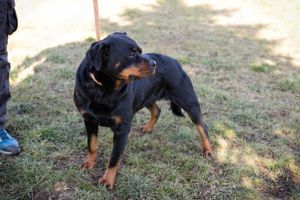 Rottweiler *NICKY* sucht Menschen, die sich mit dieser Hunderasse auskennen.  Bild 4