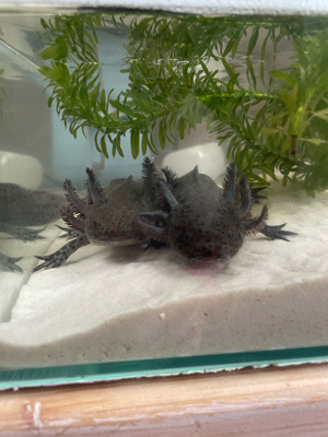 Axolotl 12 Monate in liebevolle Hände abzugeben