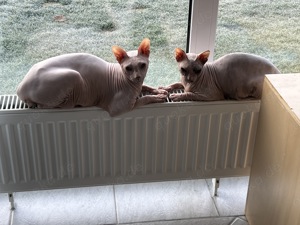 Don Sphynx Pärchen .