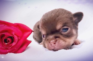 Chihuahua Welpen 