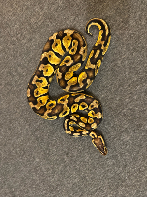 1.0 Pastel 100% het. Clown pos het. Piebald Königspython (Python Regius) männchen  Bild 2