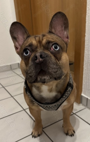 Französische Bulldogge 